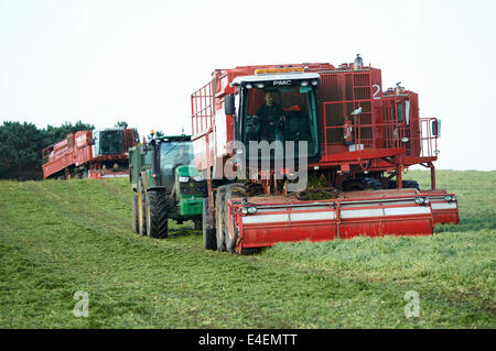 PMC-979 CT Erbse Viners, Bawdsey, Suffolk, UK. Stockfoto