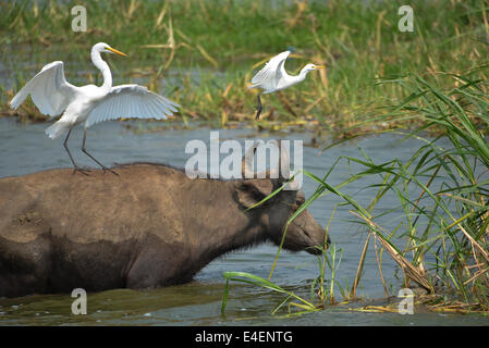 ein Büffel mit ein Silberreiher am Rücken im River an der Queen-Elizabeth-Nationalpark in Uganda, Afrika Stockfoto