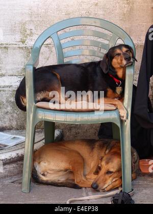 Zwei Hunde schlafen in der Sonne, einer auf einem Stuhl und einer unter dem Stuhl Stockfoto