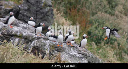 Papageientaucher, die Landung in Kolonie auf der Isle of May, Schottland Stockfoto