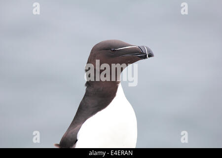 Tordalk auf der Isle of May, Schottland Stockfoto