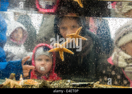 Kinder lernen über Muscheln während des Tages Festival des jährlichen Seaman, Reykjavik, Island Stockfoto