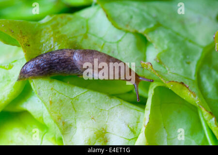 Nacktschnecke Auf Einem Salatblatt Stockfoto