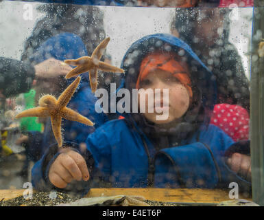 Kinder lernen über Muscheln während des Tages Festival des jährlichen Seaman, Reykjavik, Island Stockfoto