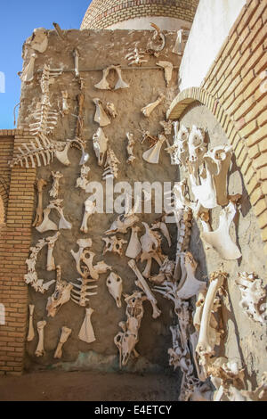 Eine Wand mit verschiedenen Tierknochen im Zoo in Tozeur, Tunesien. Stockfoto