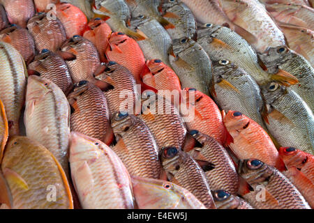 Bunte Fische zeigen auf dem Markt von Papeete auf der Insel Tahiti, Französisch-Polynesien. Stockfoto