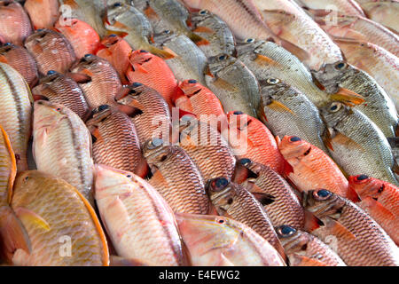 Bunte Fische zeigen auf dem Markt von Papeete auf der Insel Tahiti, Französisch-Polynesien. Stockfoto