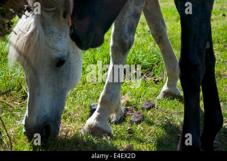 Pferd Kopf hoch, während sie unter Gras auf einem Feld mit Ihrer Mutter. Stockfoto