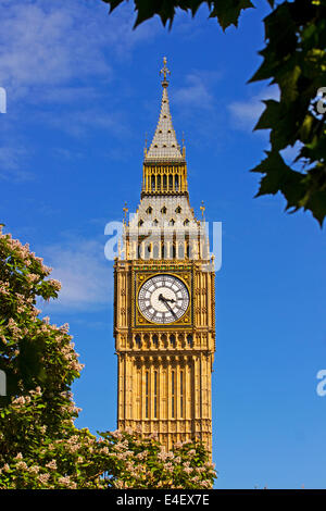 Londoner Wahrzeichen Big Ben im Frühjahr Stockfoto