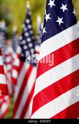 Ein Feld mit einer großen Sammlung von amerikanischen Flaggen auf dem display Stockfoto