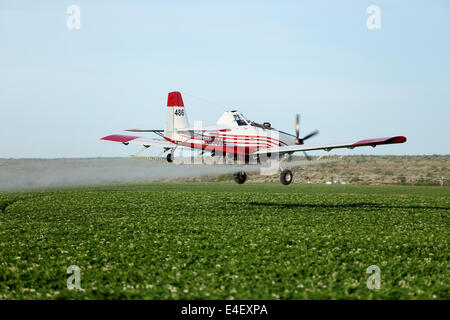 Ein Blick auf ein Sprühflugzeug Spritzen grünen Ackerland. Stockfoto