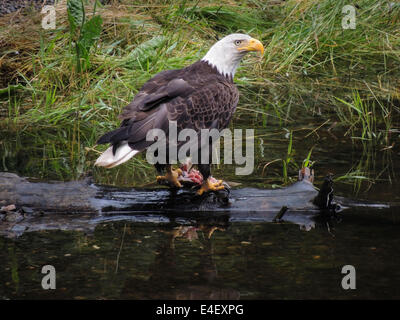 Weißkopf-Seeadler (Haliaeetus Leucocephalus) Angeln auf Lachs in Gunnuk Creek, Kake, Kupreanof Island, südöstlichen Alaska, Alexander Ar Stockfoto