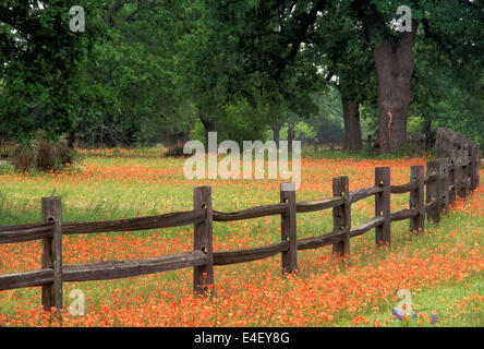 Indian Paintbrush und rustikalen Zaun in das Hügelland von Texas Stockfoto