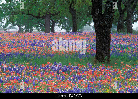 Indian Paintbrush und im Hügelland von Texas Bluebonnets Stockfoto