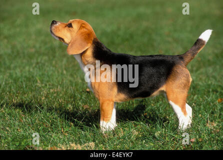 Beagle in Wiese stehen Stockfoto