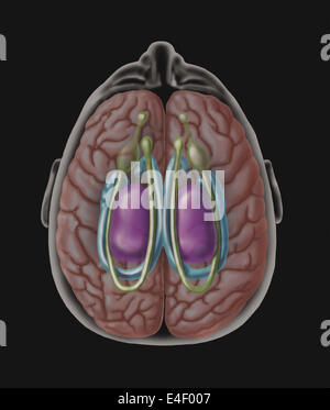 Ansicht des limbischen Systems von direkt über dem Kopf gesehen. Stockfoto