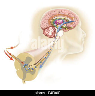 Serotonin im Gehirn freigesetzt reist hinunter das Rückenmark schließen die Schmerz-Tore und Schmerzen Nachrichten blockieren. Stockfoto