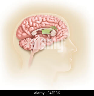 Sagittaler Ansicht des menschlichen Gehirns zeigt das Corpus callosum (Balken). Stockfoto