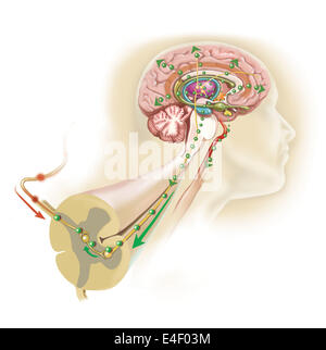 Endorphine, die im Hypothalamus freigegeben reisen hinunter das Rückenmark zu Schmerzen Nachrichten blockieren. Stockfoto