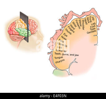 Koronaler Abschnitt durch menschliche Gehirn zeigt das Layout des sensorischen Cortex. Stockfoto