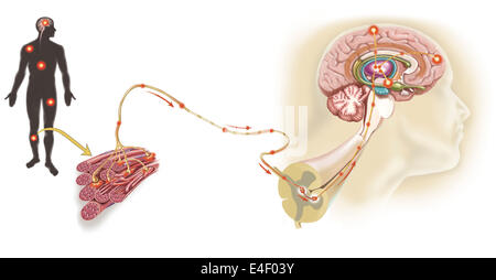 Weg des Schmerzes Nachricht über sensorische Nerven im verletzten Muskel Schmerzen Tor im Rückenmark zum limbischen System, frontalen Kortex und Stockfoto