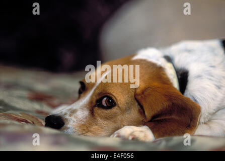 Nahaufnahme von Beagle auf einem Bett liegend Stockfoto