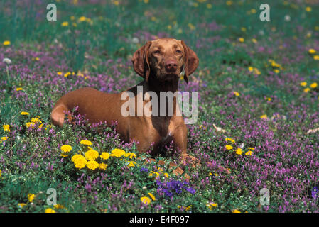 Vizsla liegen in Blüte gefüllt Wiese Stockfoto