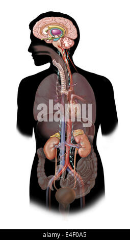 Das sympathische Nervensystem und den Organen des Kampf-oder-Flucht-Reaktion. Stockfoto