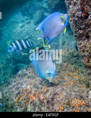 Blaue Kaiserfische ernähren sich von Korallen und Algen mit Schafkopf im Hintergrund. Stockfoto