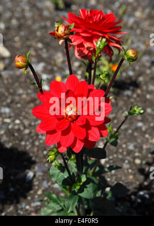 Dahlie 'dunkelrot Seerose"Pflanzen in Blüte Stockfoto