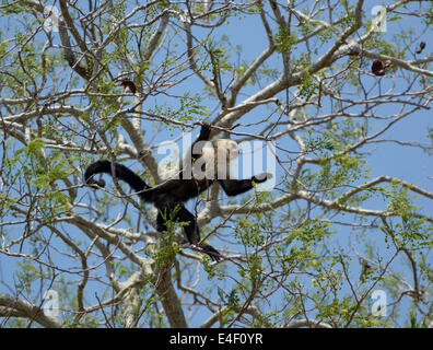 White-faced Kapuziner Affe, Cebus Capucinus, Guanacaste, Costa Rica in Baum, Santa Rosa Nationalpark Guanacaste, Costa Rica Stockfoto