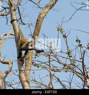 Zentralamerikanischen Klammeraffe, Ateles Geoffroyi, Essen Obst, Santa Rosa Nationalpark, Guanacaste Stockfoto