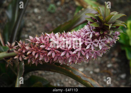 Eucomis Comosa "Sparkling Burgundy" Nahaufnahme Blume Stockfoto