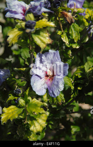 Hibiscus Syriacus 'Oiseau Bleu' Nahaufnahme von Blumen Stockfoto