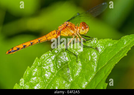 Meadowhawk Libelle thront auf einem Blatt der Pflanze. Stockfoto