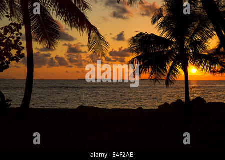 Key West Florida Sonnenuntergang durch Palmen am Fort Zachary Park Stockfoto