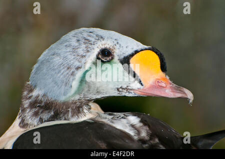 King Eider, Männerportrait Stockfoto