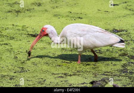 Amerikanische weiße Ibis (Eudocimus Albus) auf Nahrungssuche in einem Sumpf, Brazos Bens State Park, Texas, USA. Stockfoto