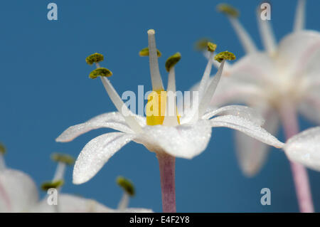 Blaustern, Urginea Maritima, Blume Stockfoto