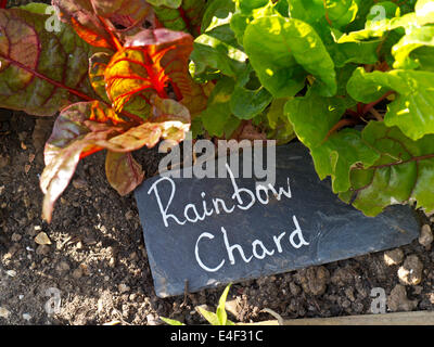 Regenbogen Mangold wächst in einem Gemüsegarten mit rustikalen Schiefer Typenschild Stockfoto