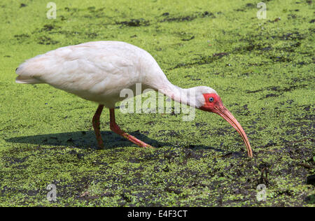 Amerikanische weiße Ibis (Eudocimus Albus) auf Nahrungssuche in einem Sumpf, Brazos Bens State Park, Texas, USA. Stockfoto