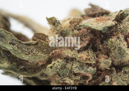 Makro Nahaufnahme von Marihuana Stockfoto