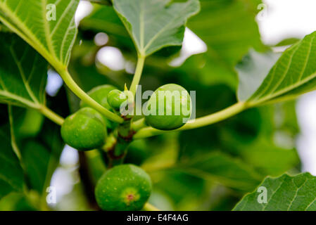 grüne Feigen am Baum Reifen Stockfoto