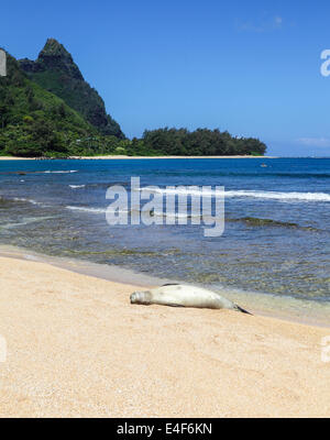 Hawaiianische Mönchsrobbe, die Ruhe am Strand in Haena mit Mt. Makana genannt Bali Hai, im Hintergrund Stockfoto