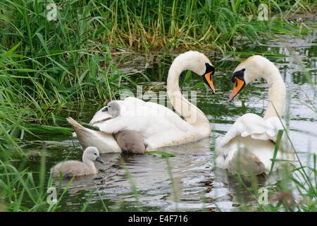 Mute swan Cygnet versucht, auf seine Eltern wieder in Lochwinnoch, Renfrewshire, Schottland zu klettern, Großbritannien Stockfoto