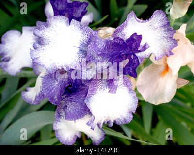 ausgefallene mehrfarbige Iris in meinem Garten Stockfoto