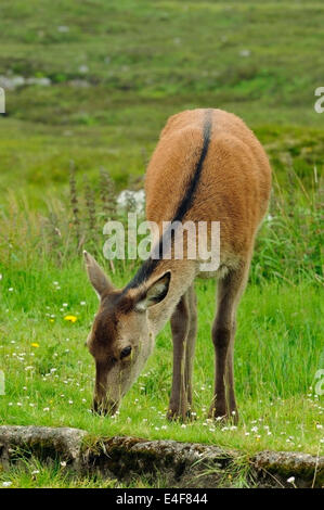 Rotwild - Cervus Elaphus Rannoch Moor, Schottland Stockfoto