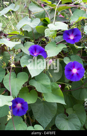 Morning Glory Blüten und Knospen schmücken einen Zaun in Slowenien Stockfoto
