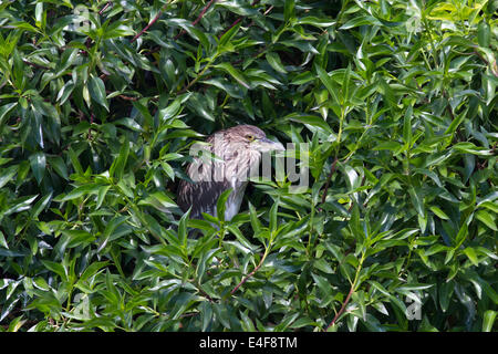junger Reiher oder Silberreiher Nachtsitzung in einem grünen Busch auf dem See Stockfoto