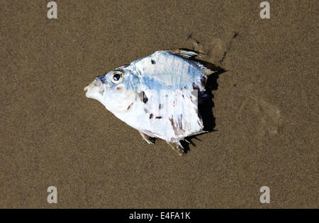 Es ist ein Foto des Leiters der ein toter Fisch auf dem Sand. Er wird in zwei Hälften geschnitten. Blick von der oberen Ort Draufsicht Stockfoto